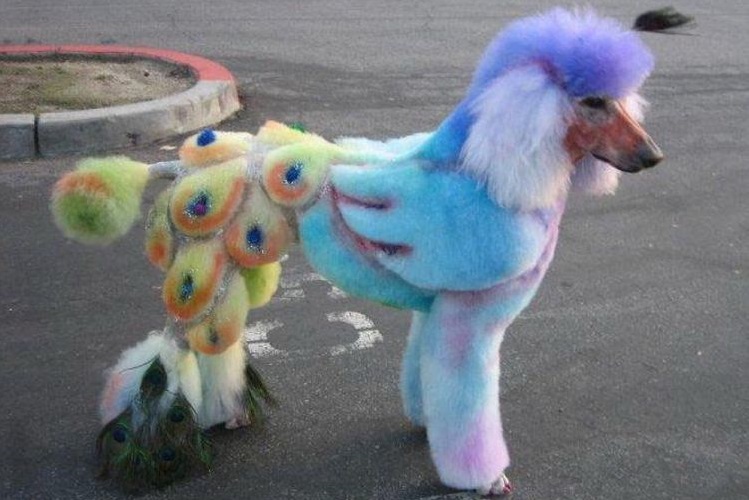 Coupes de cheveux amusantes pour chiens