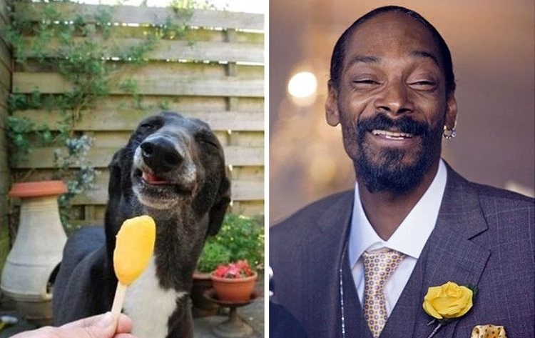 La ressemblance entre un chien et une célébrité