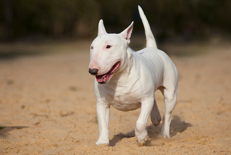 bull terrier blanc