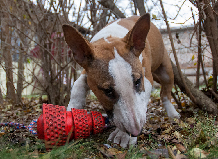 jouets pour bull terriers