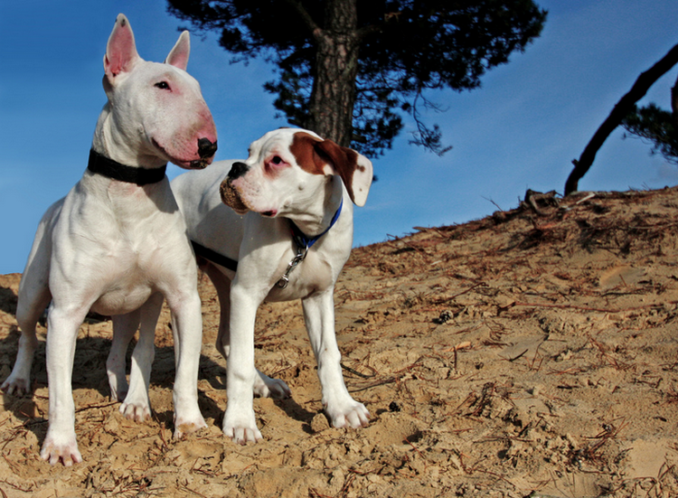 Caractère de Bull Terrier