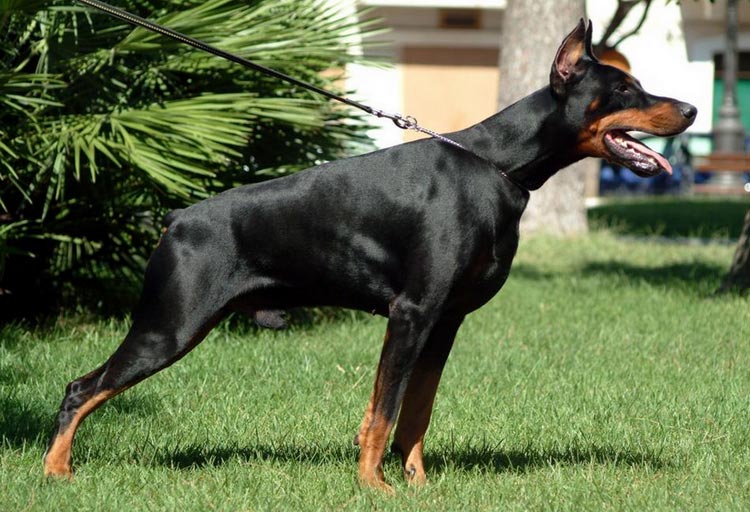 Doberman standard
