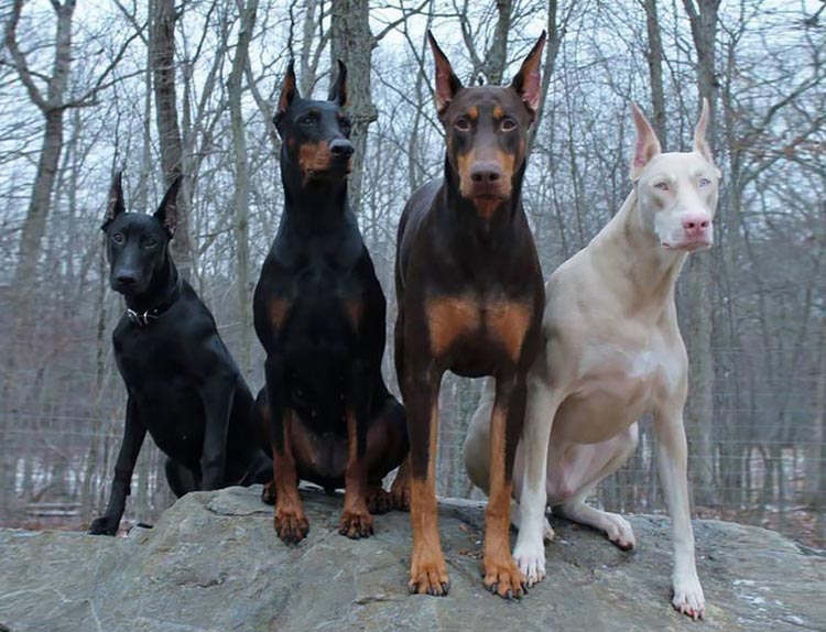 Doberman albinos