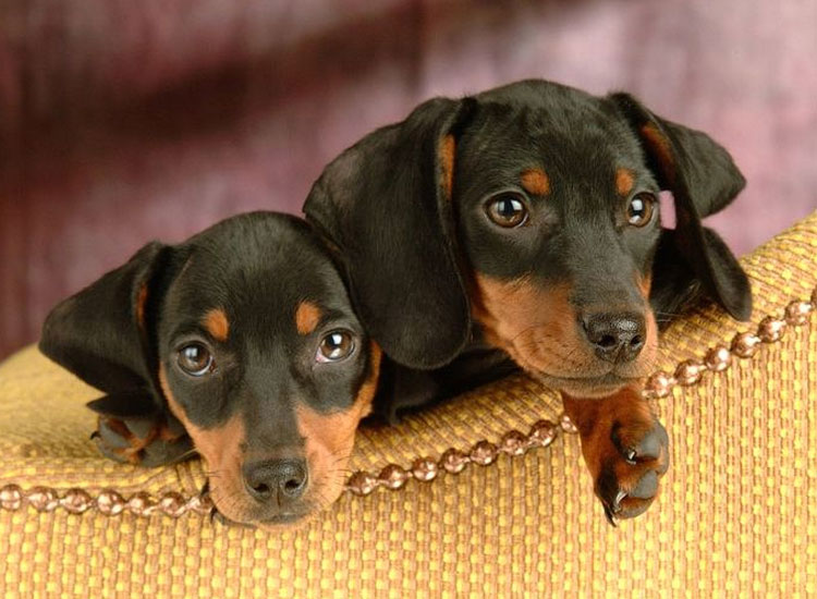prix d'un chiot Doberman