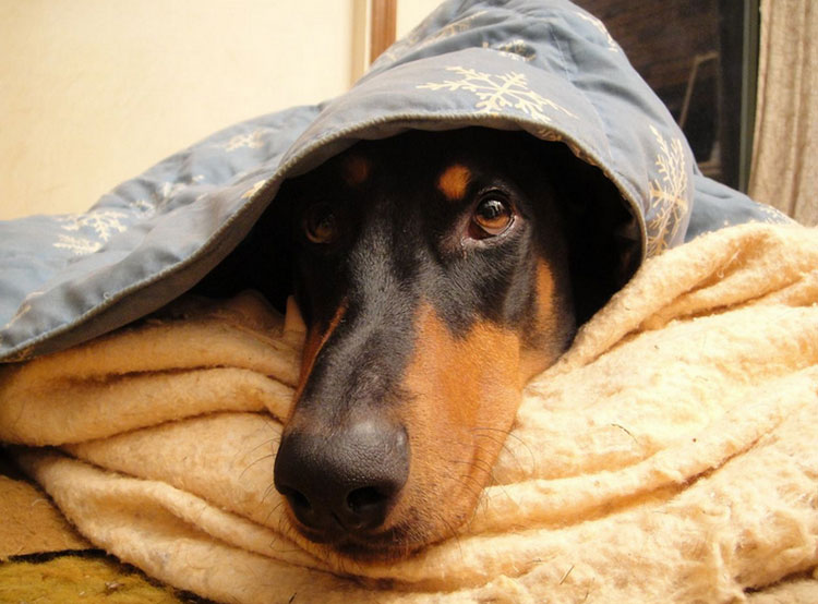 Doberman sous la couverture