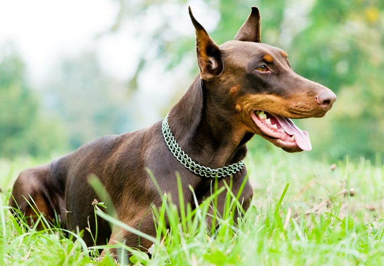 Doberman brun