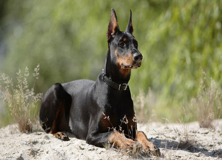 Doberman noir