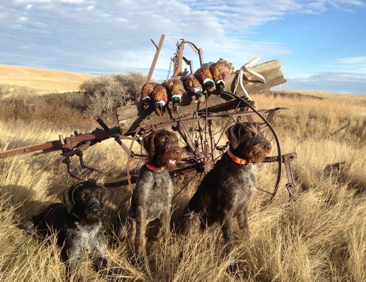 Chasse au Braque allemand à poil dur