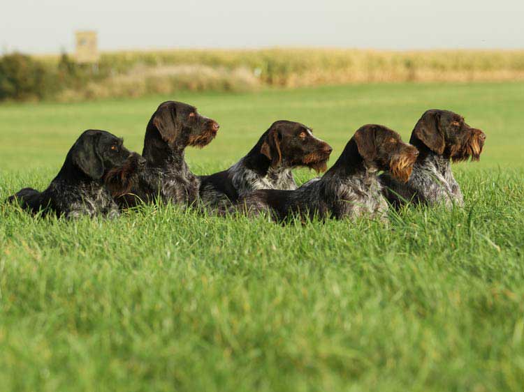 Chiens de chasse allemands à poil dur