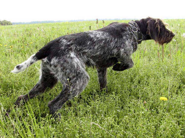 Braque allemand à poil dur