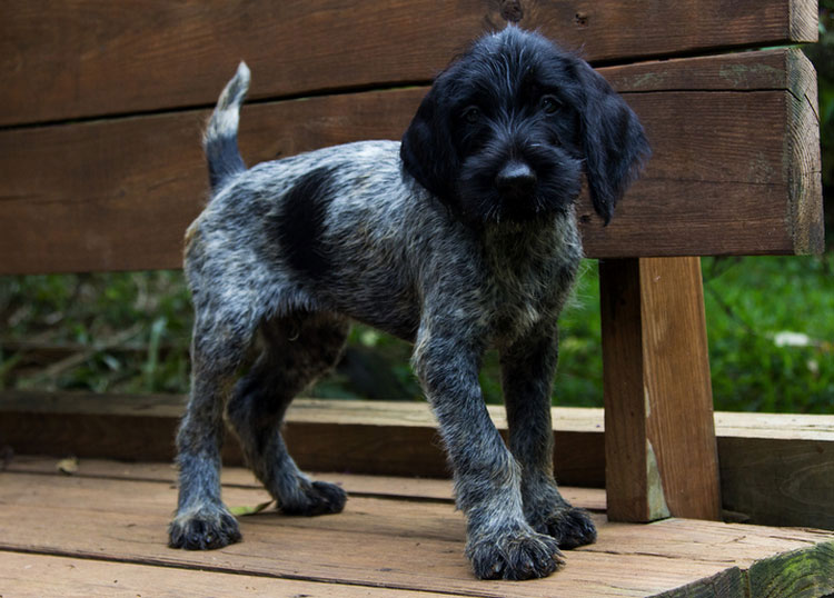 chiot braque allemand