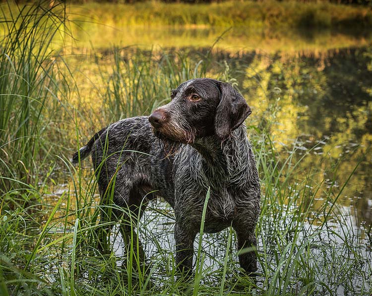 Braque allemand à poil dur