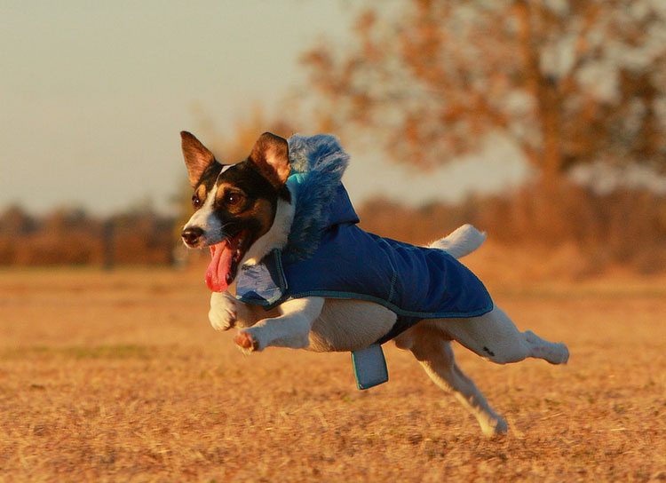 Prix du Jack Russell Terrier