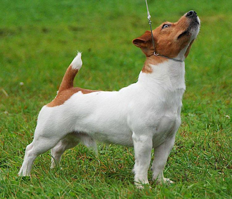 Jack Russell Terrier