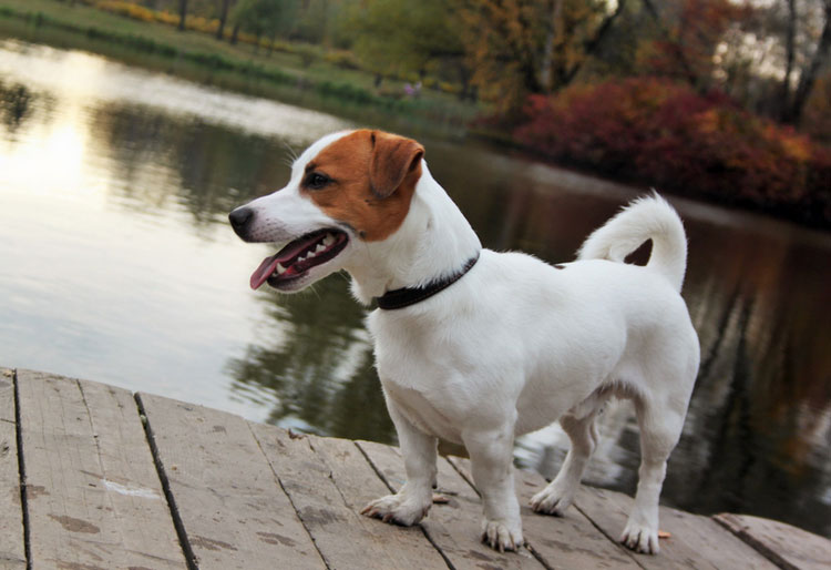 race de chien Jack Russell Terrier