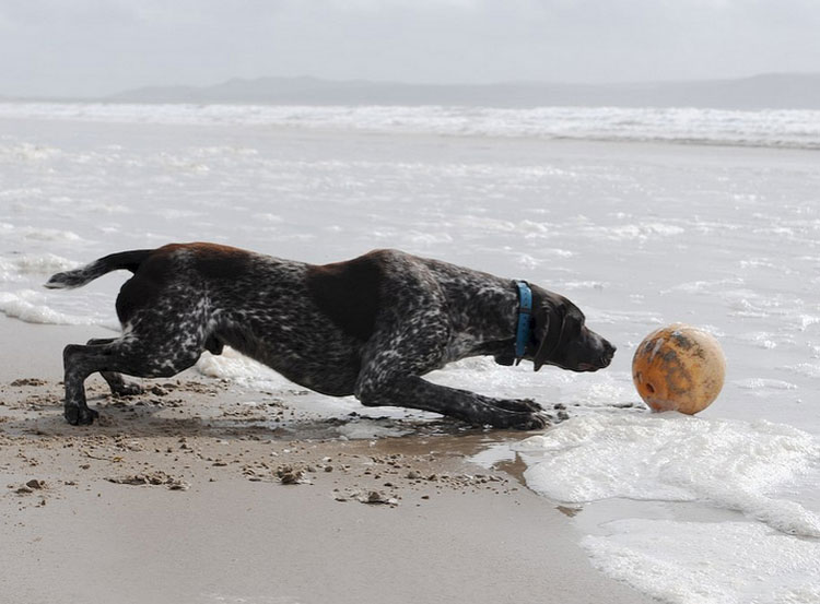 Le pointeur a peur de l'eau