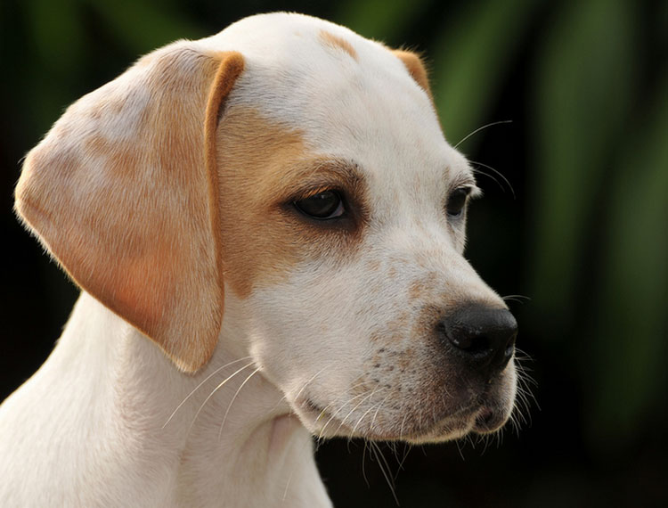 chiot pointer