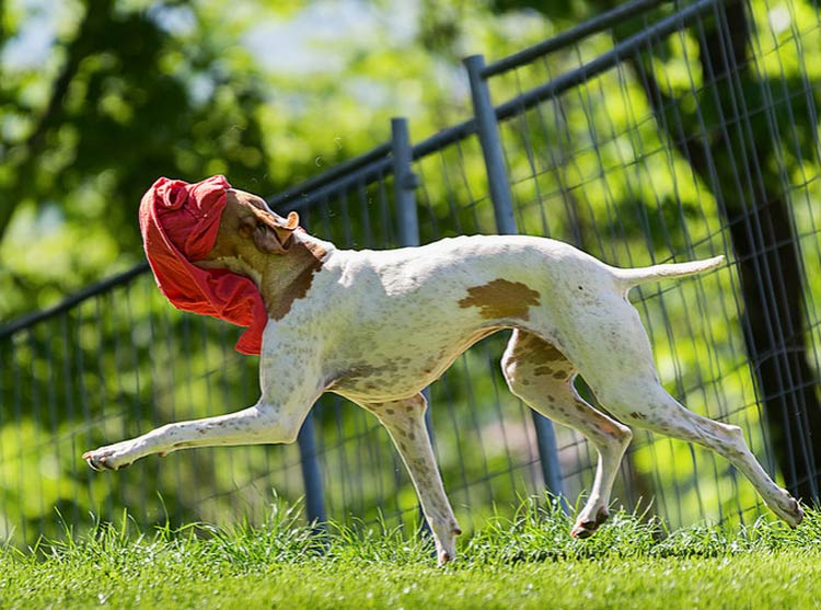 Chien d'arrêt anglais