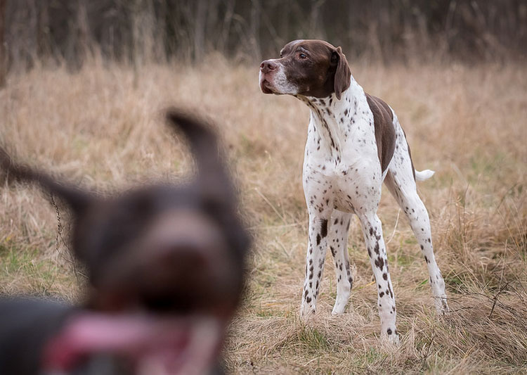pointer à la chasse