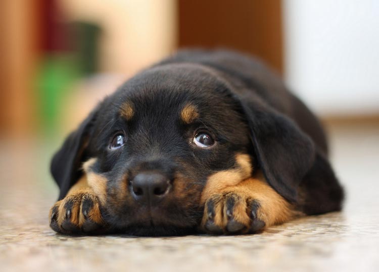 chiot Rottweiler