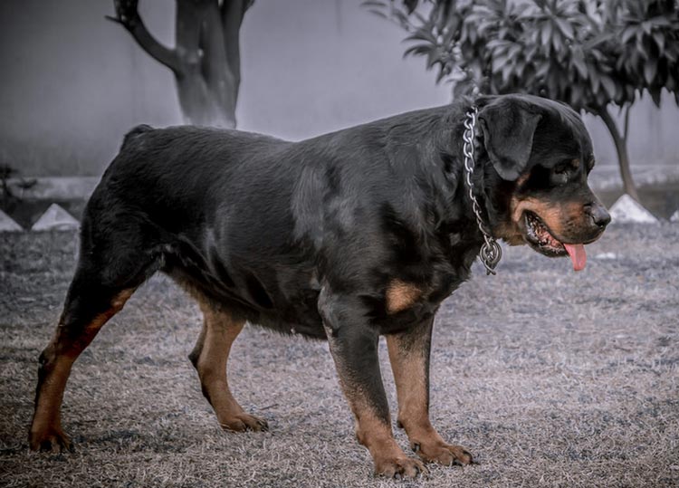 Papier peint Rottweiler