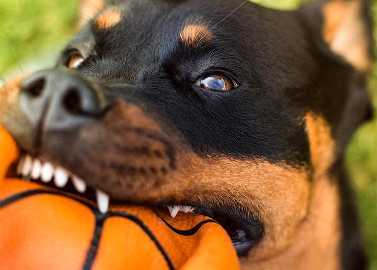 jouet Rottweiler