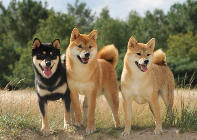 Couleurs du Shiba Inu