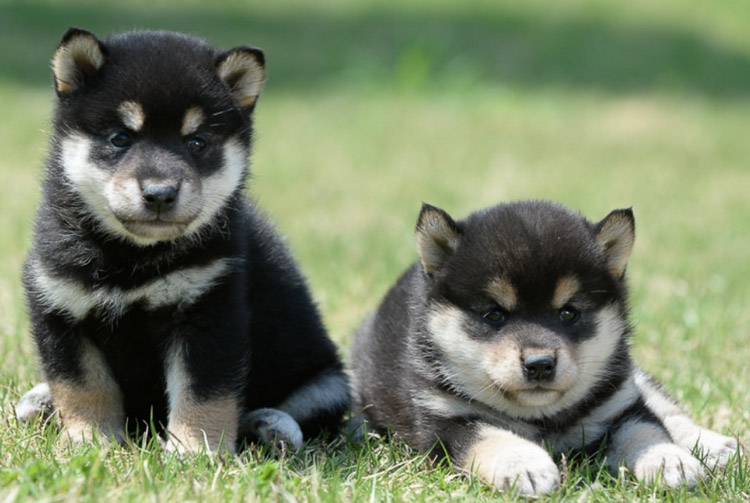 Prix des chiots Shiba Inu