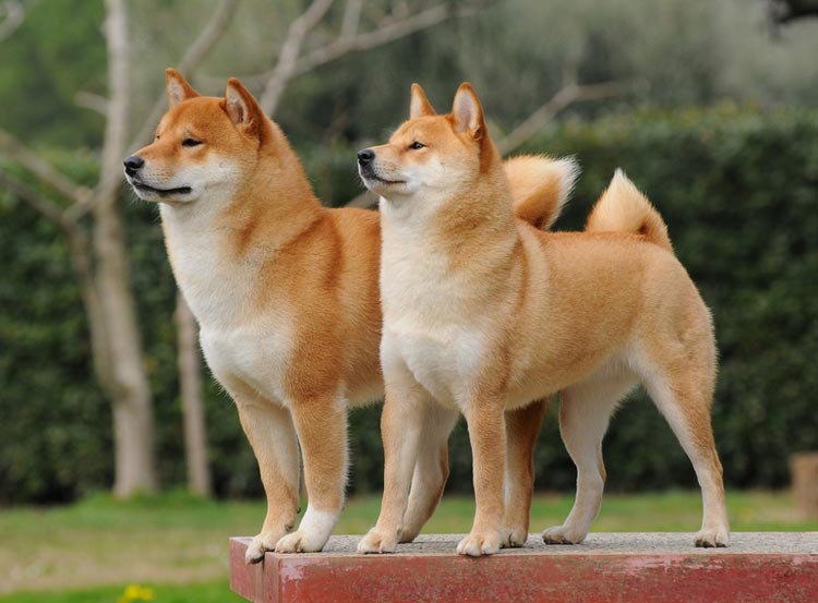 race de chien Shiba Inu
