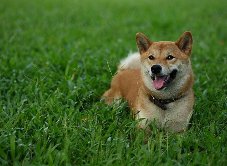 Soins Shiba Inu