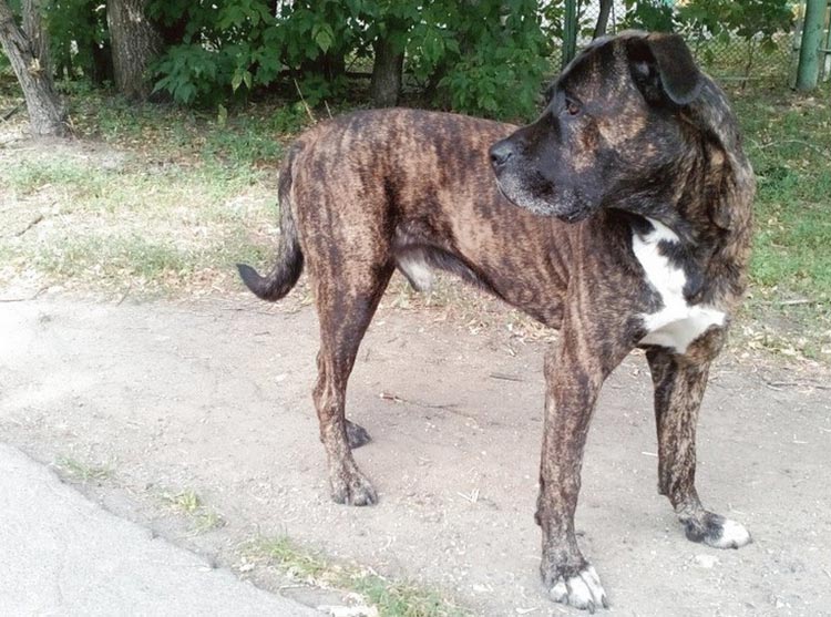 chien de race mixte pitbull