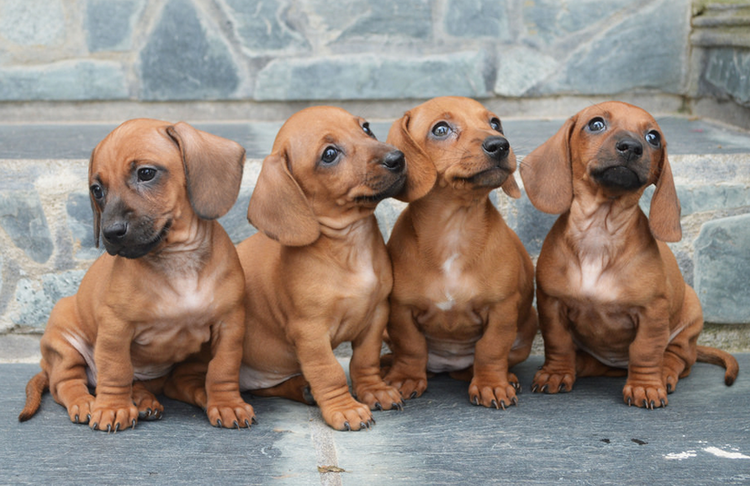 chiots savoureux