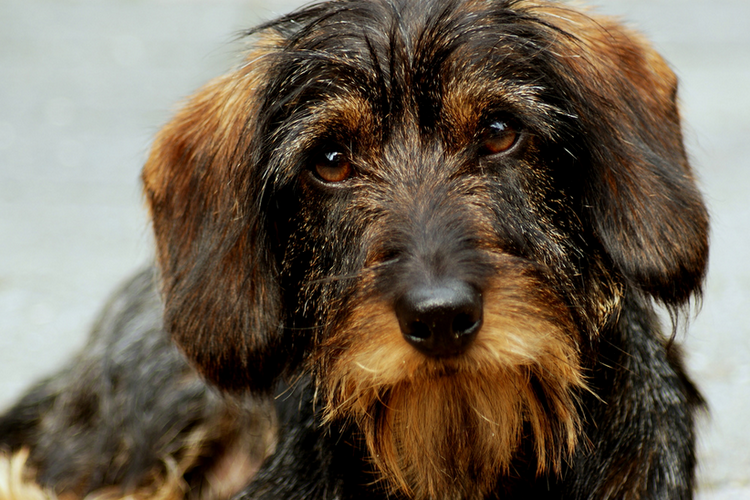 teckel à poil dur