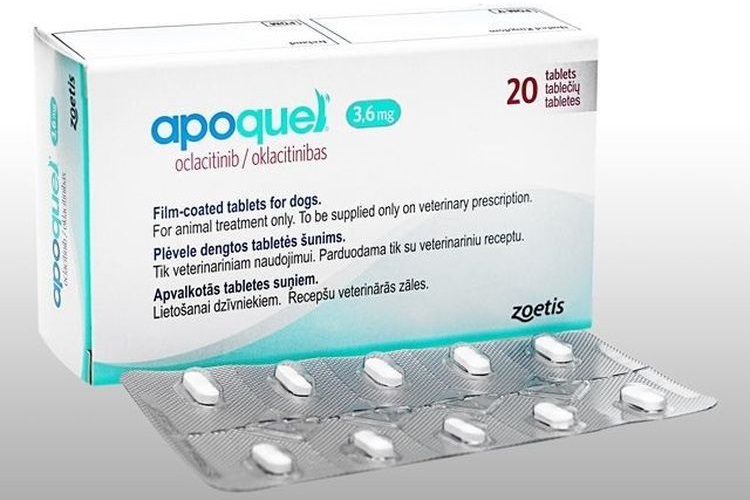 Apoquel pour chiens