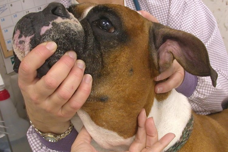 Le chien présente des ganglions lymphatiques hypertrophiés.