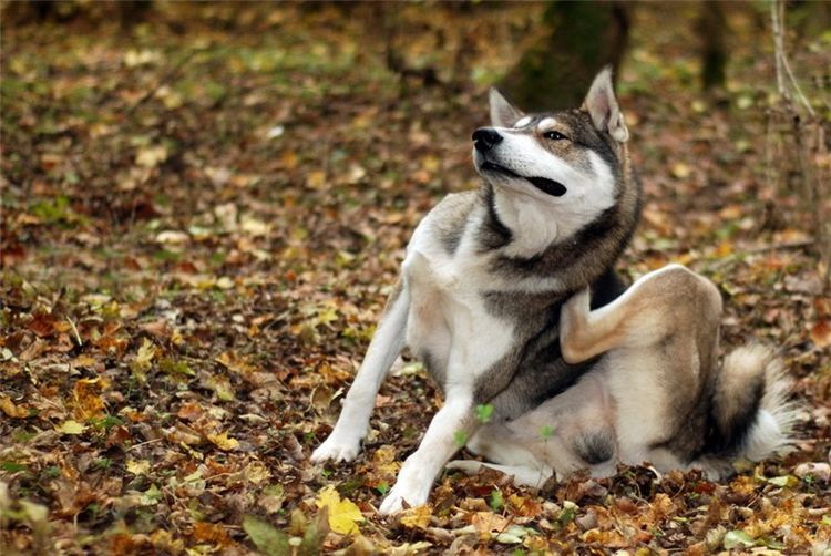 Un husky se gratte avec sa patte.