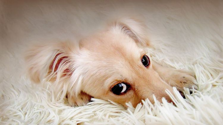 Le chien est couché sur le tapis
