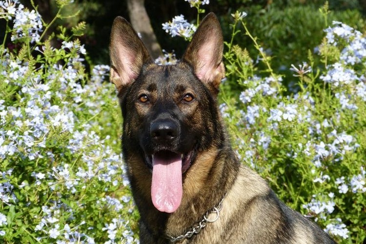 Un berger la bouche ouverte