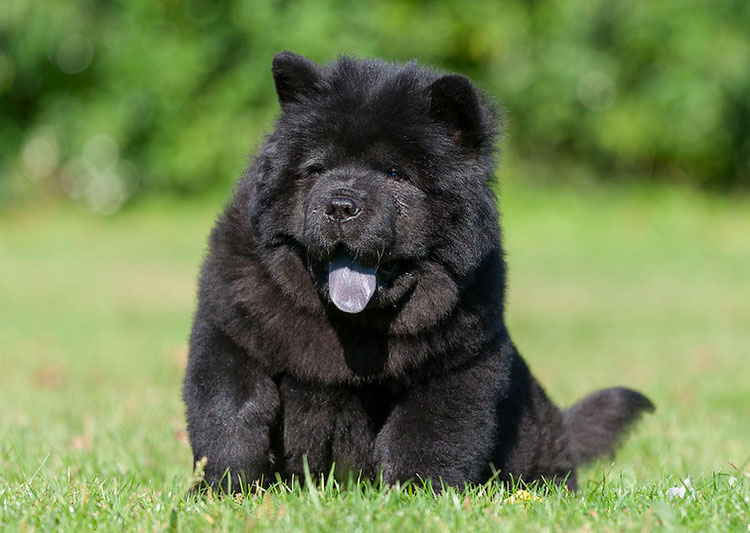 chiot chow-chow