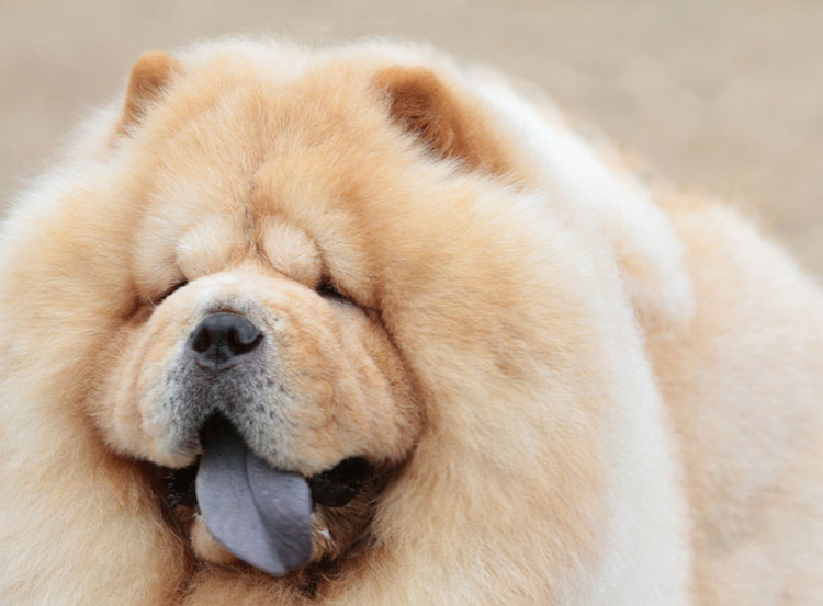 crème chow chow