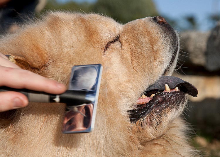 Soins pour Chow Chow