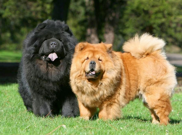 chiens chow-chow