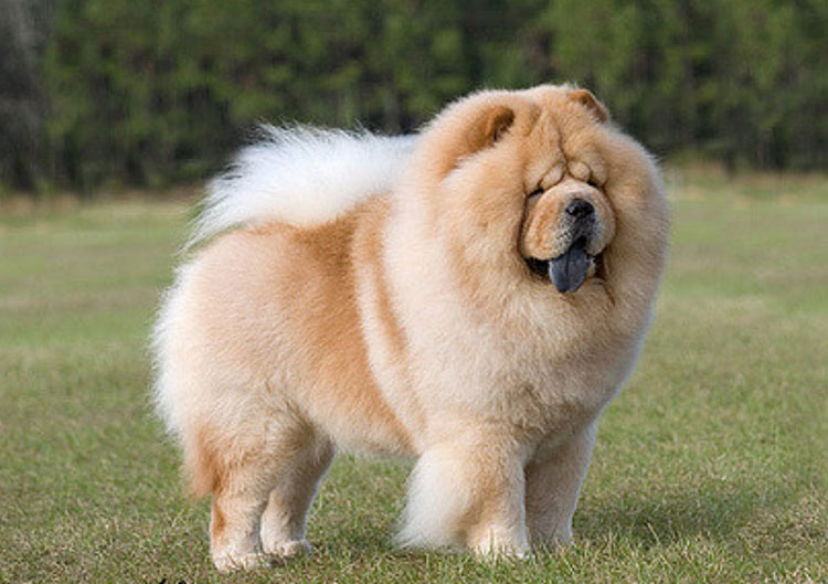montrer du chow-chow