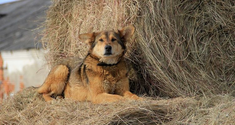 Chien dans la crèche