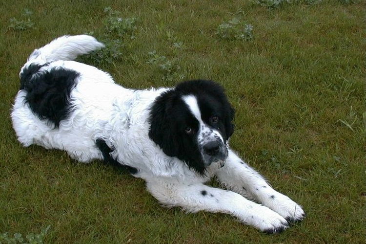 Le chien est couché sur l'herbe.
