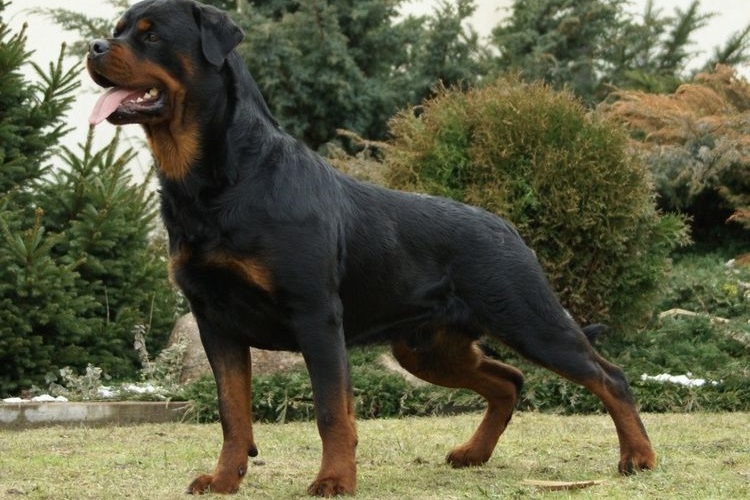 Dysplasie du rottweiler