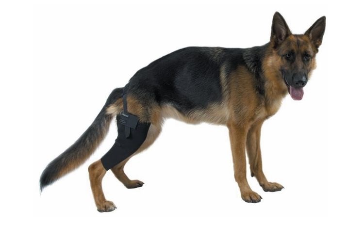 Un berger adulte avec un bandage au genou