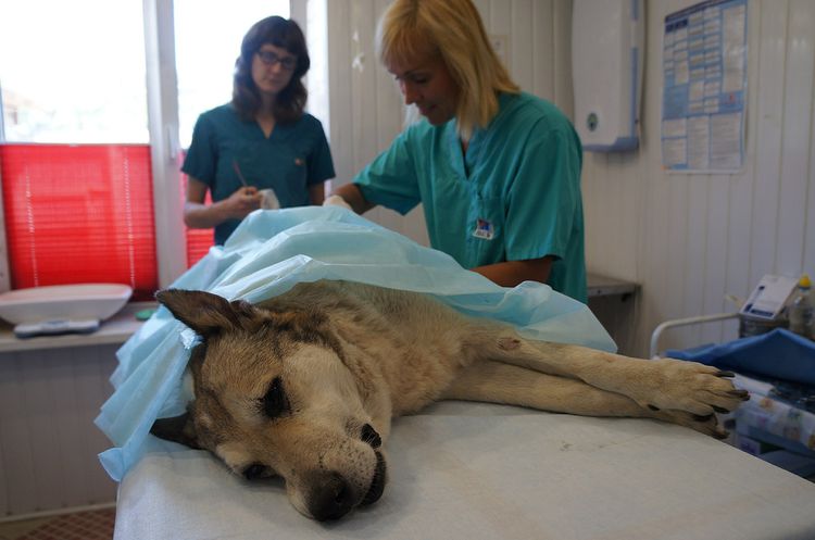 Un chien sur la table d'opération