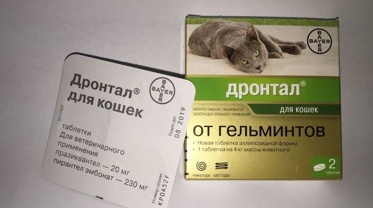 Drontal pour chats
