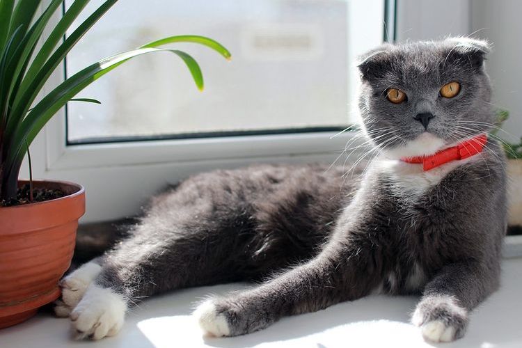 Chat britannique sur le rebord de la fenêtre